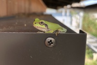 アマガエル